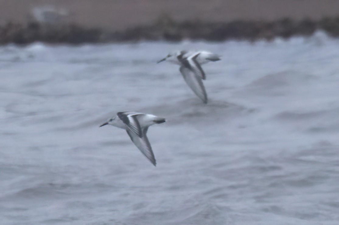 Sanderling - Mitch (Michel) Doucet