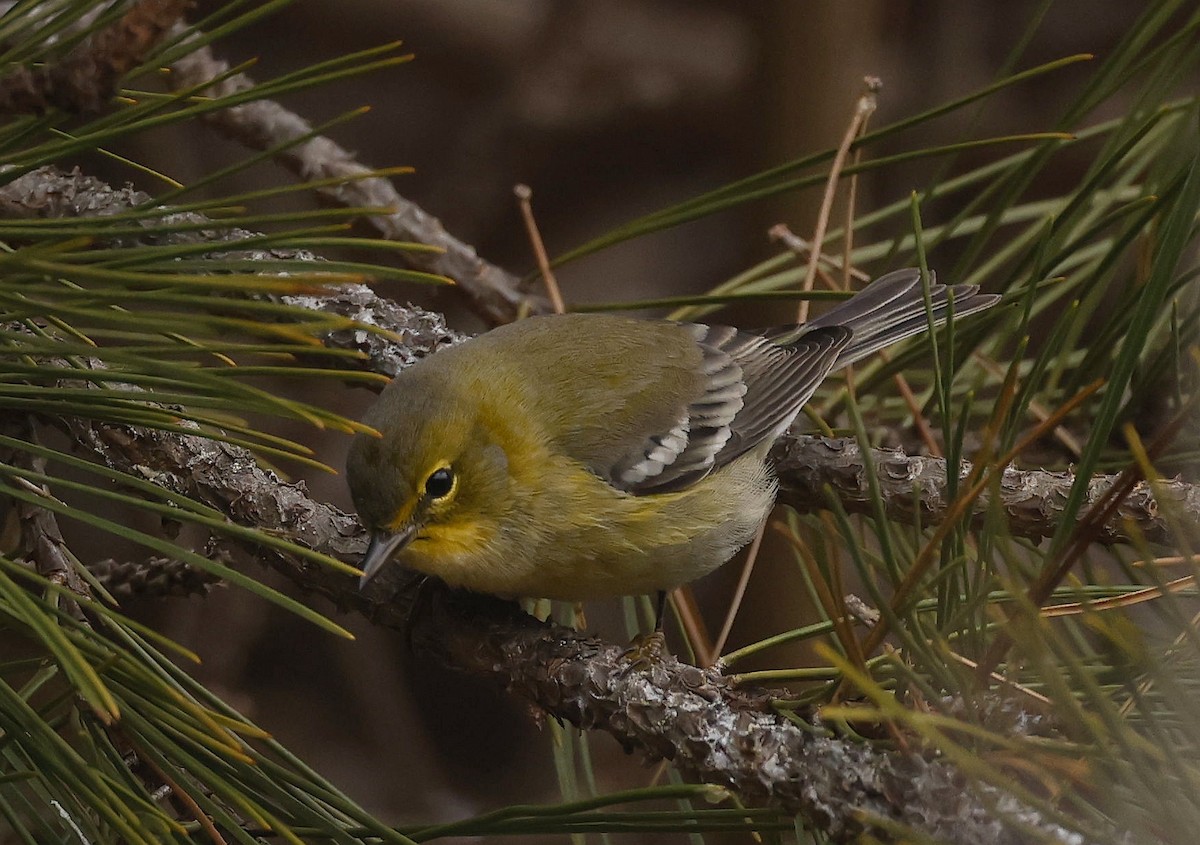 Pine Warbler - ML611806145