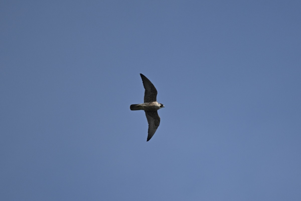 Eurasian Hobby - ML611806160