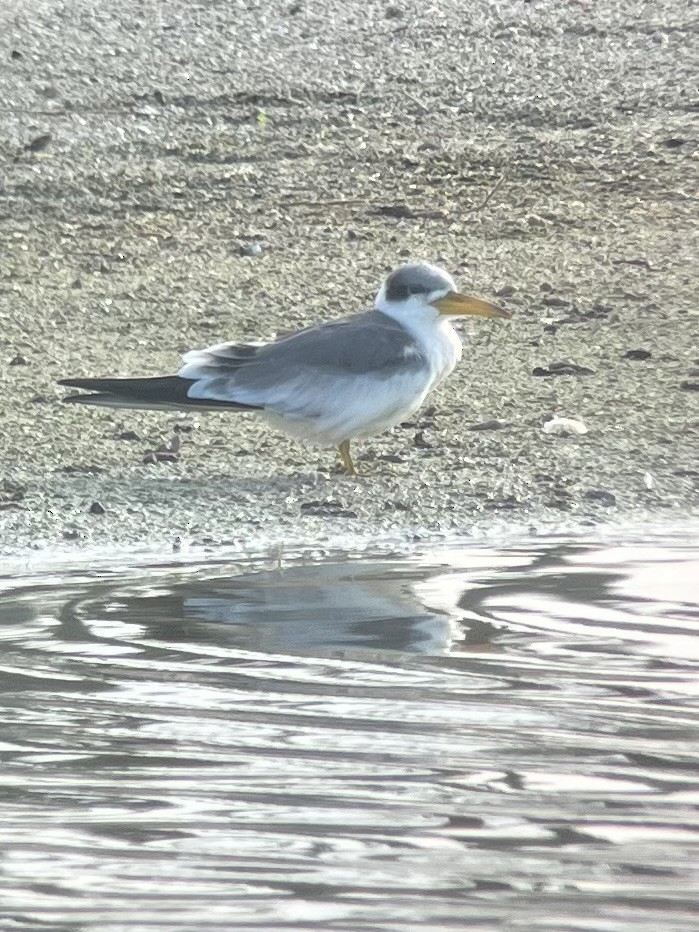 Large-billed Tern - ML611806175