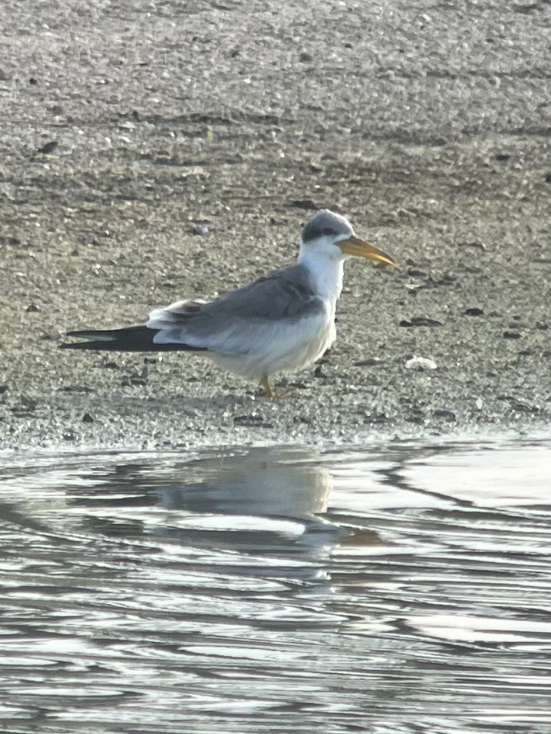 Large-billed Tern - ML611806176