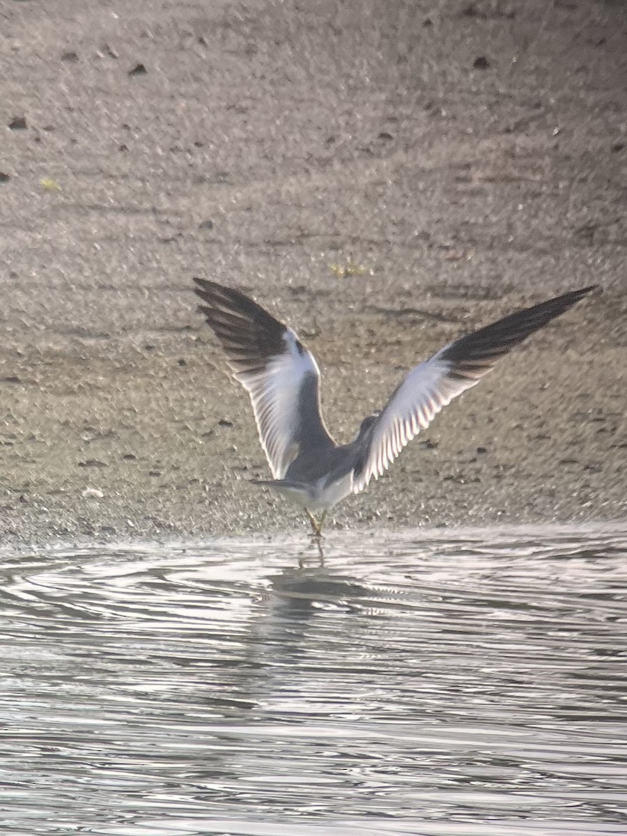 Large-billed Tern - ML611806177