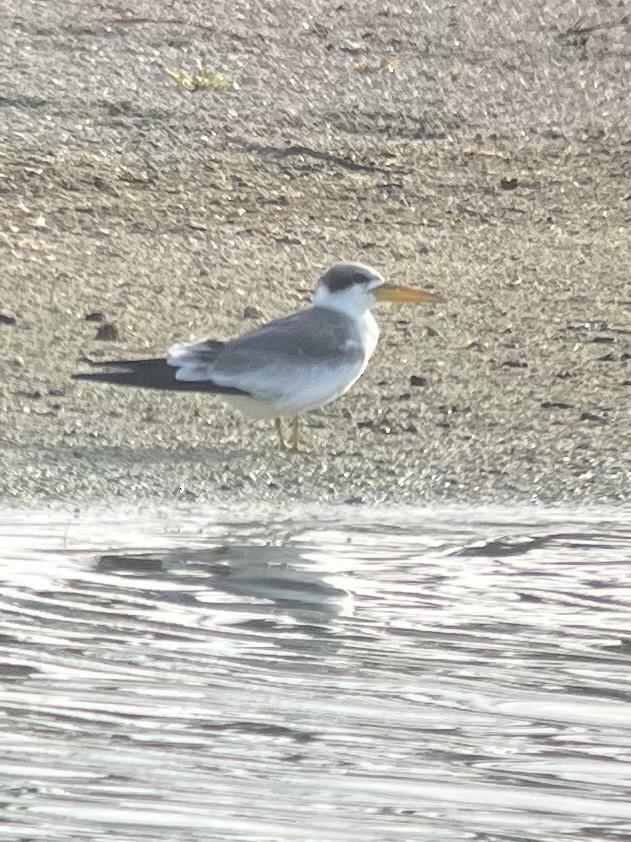 Large-billed Tern - ML611806178