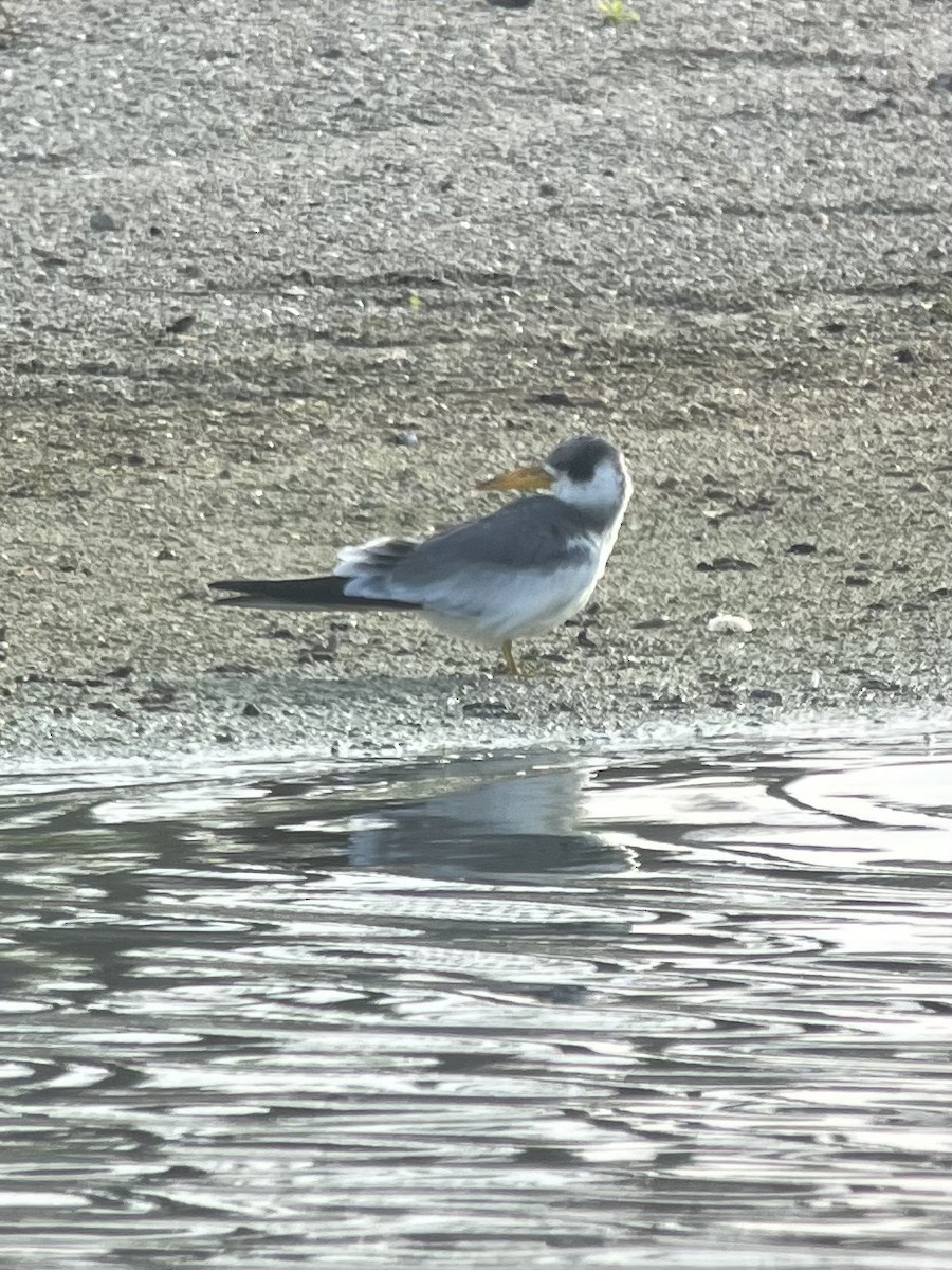 Large-billed Tern - ML611806179