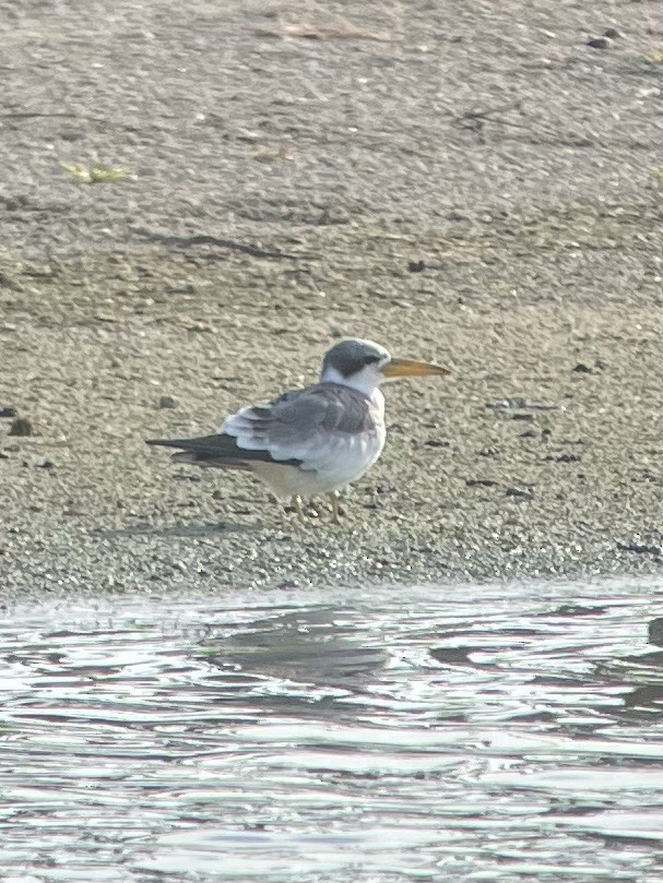 Large-billed Tern - ML611806180