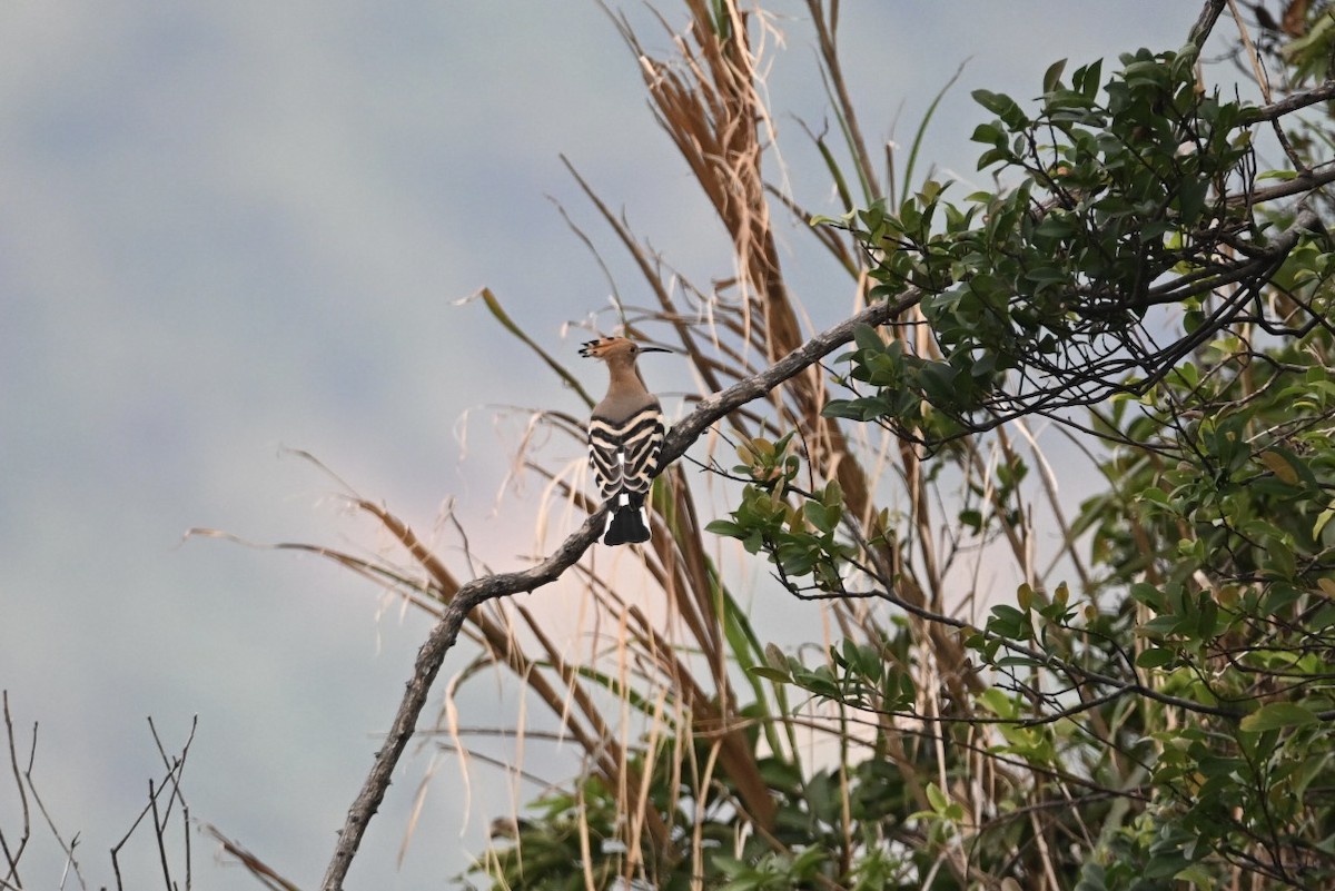 Eurasian Hoopoe - ML611806209