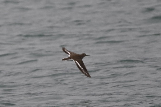 Common Sandpiper - ML611806241