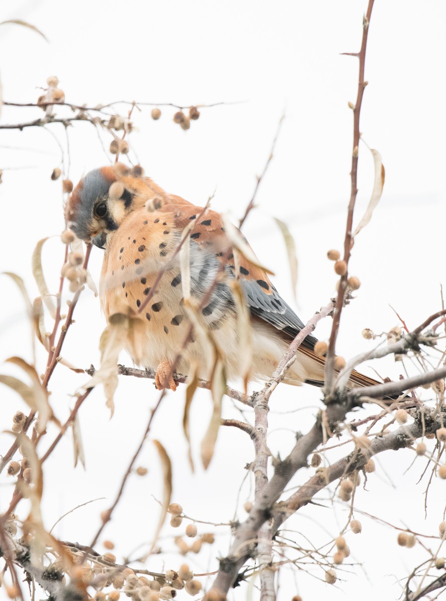 American Kestrel - ML611806308