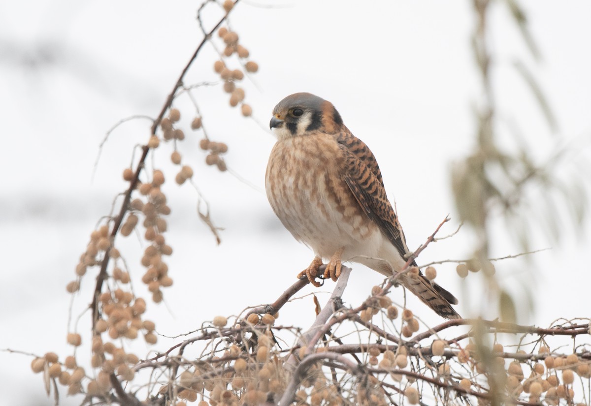 American Kestrel - ML611806309