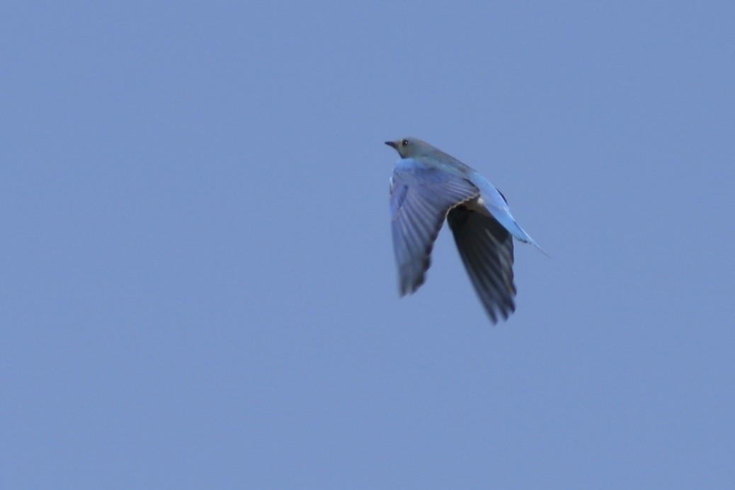 Блакитник середній - ML61180631