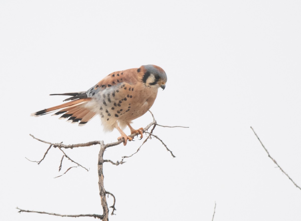 American Kestrel - ML611806322