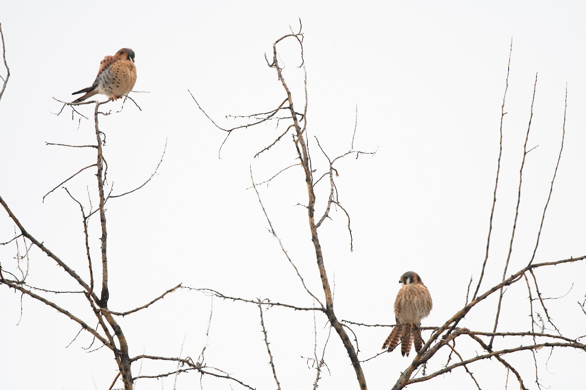 American Kestrel - ML611806323