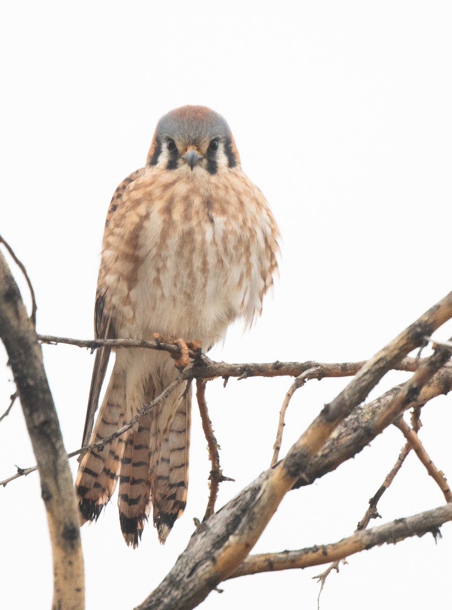 American Kestrel - ML611806325