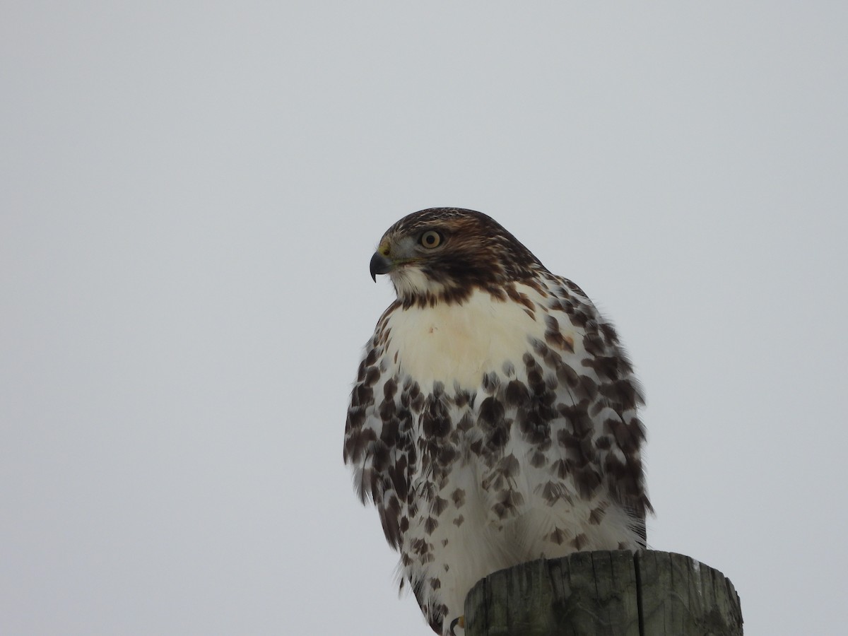 Red-tailed Hawk - ML611806371