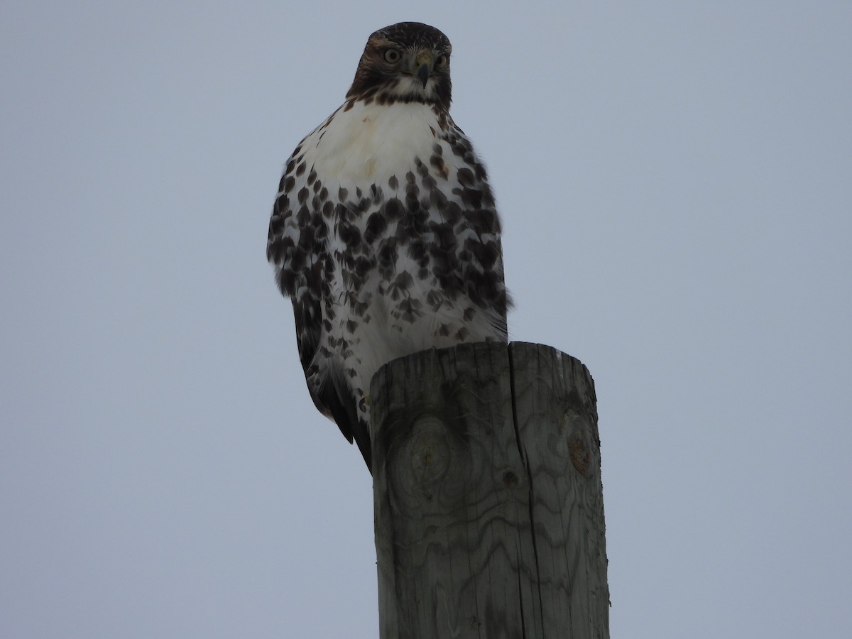 Red-tailed Hawk - ML611806382