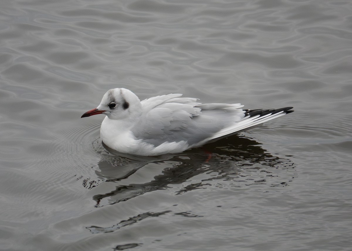 Mouette rieuse - ML611806448