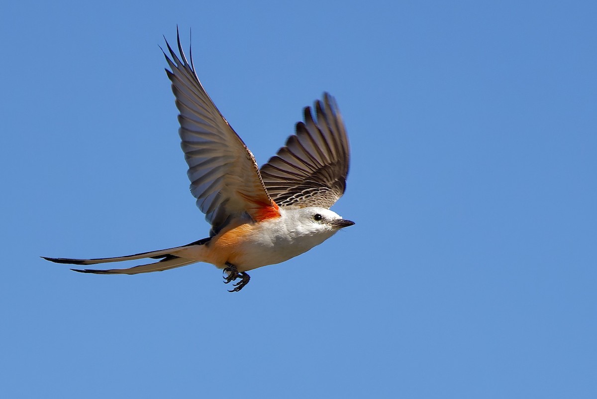 Scissor-tailed Flycatcher - Haim Weizman