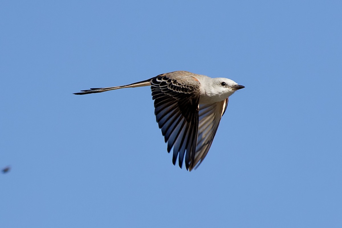 Scissor-tailed Flycatcher - Haim Weizman