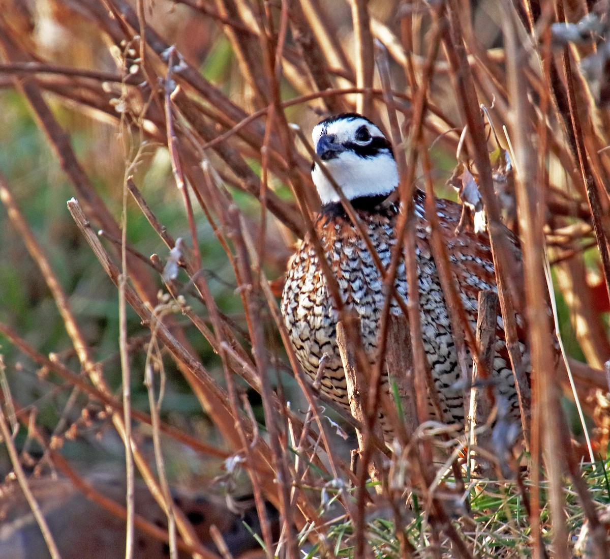 Northern Bobwhite - ML611806681