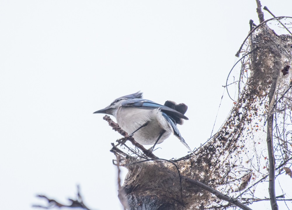 Blue Jay - Estela Quintero-Weldon