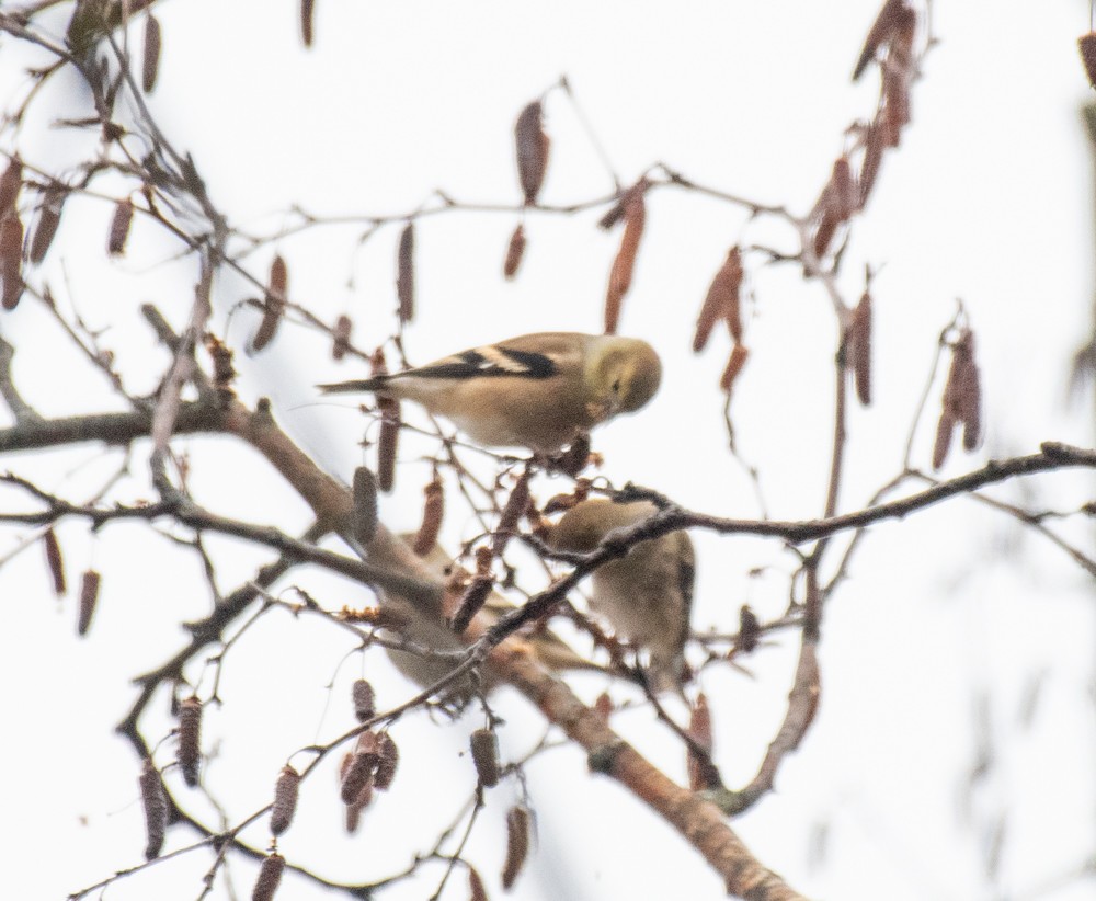 American Goldfinch - Estela Quintero-Weldon