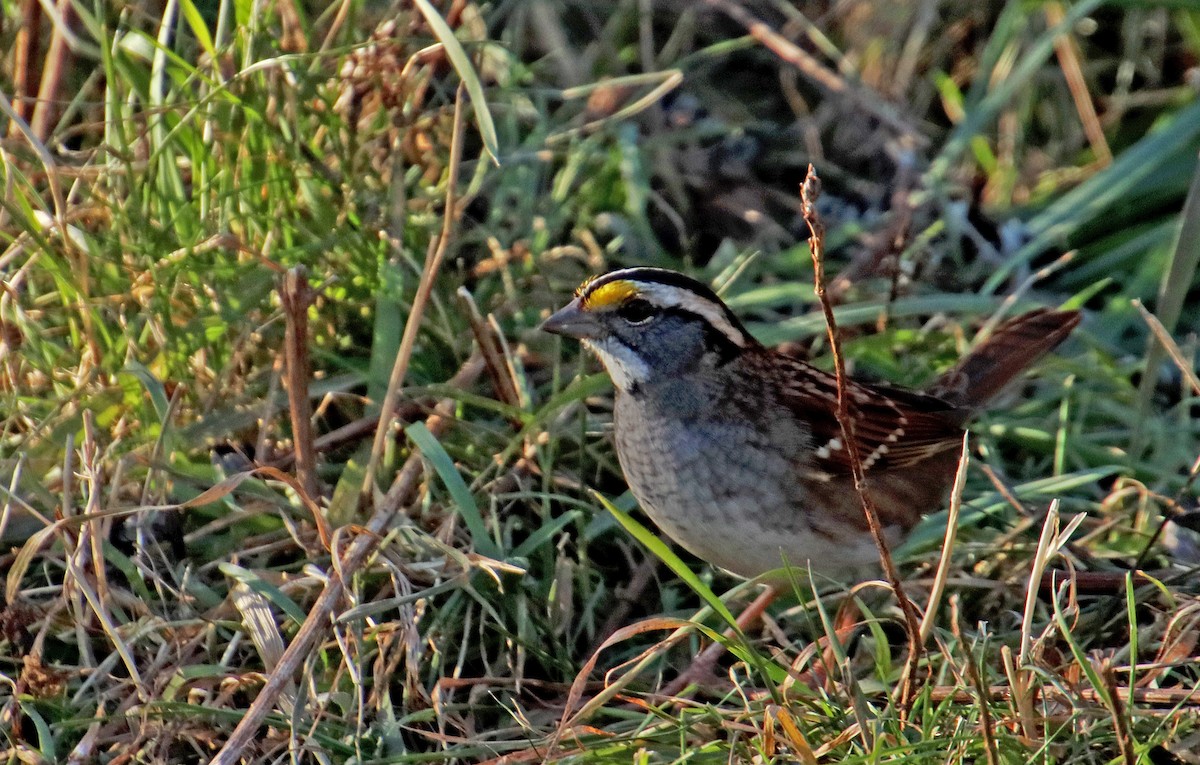 White-throated Sparrow - ML611806746