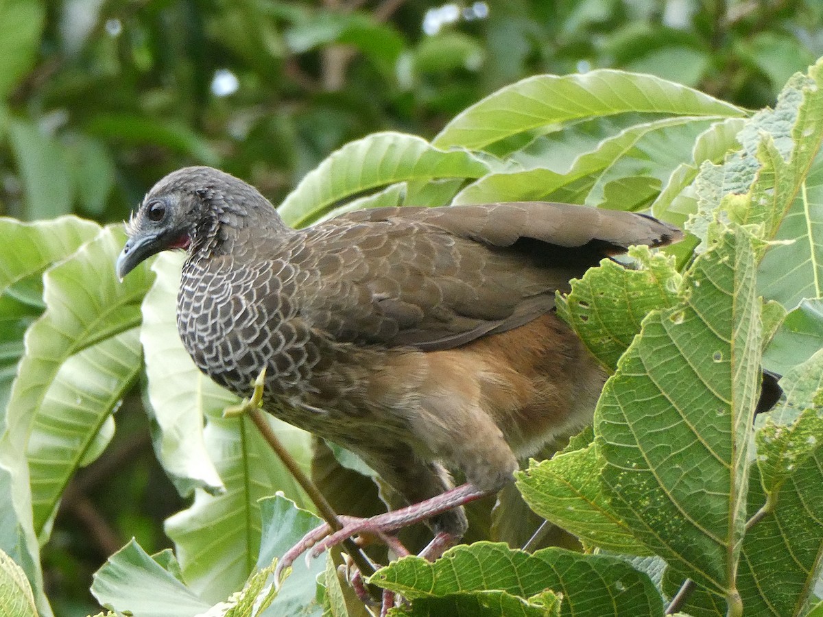 Colombian Chachalaca - ML611806756