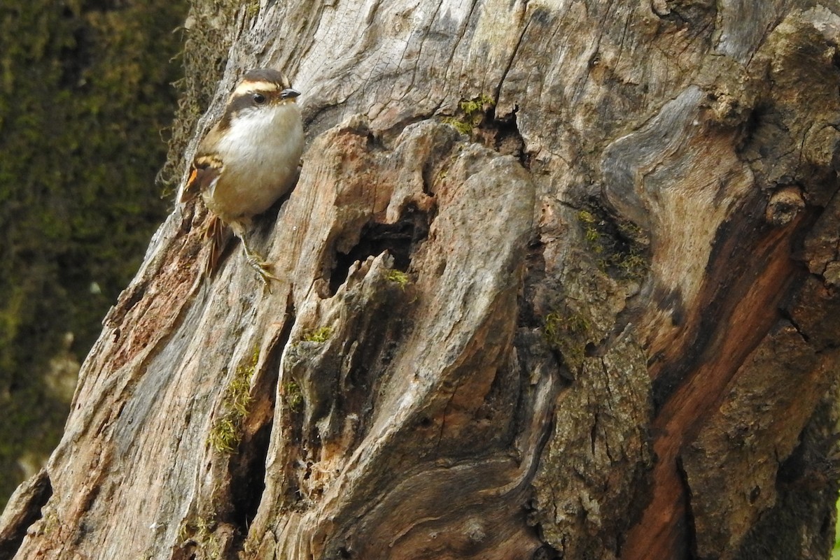 Thorn-tailed Rayadito - ML611806796