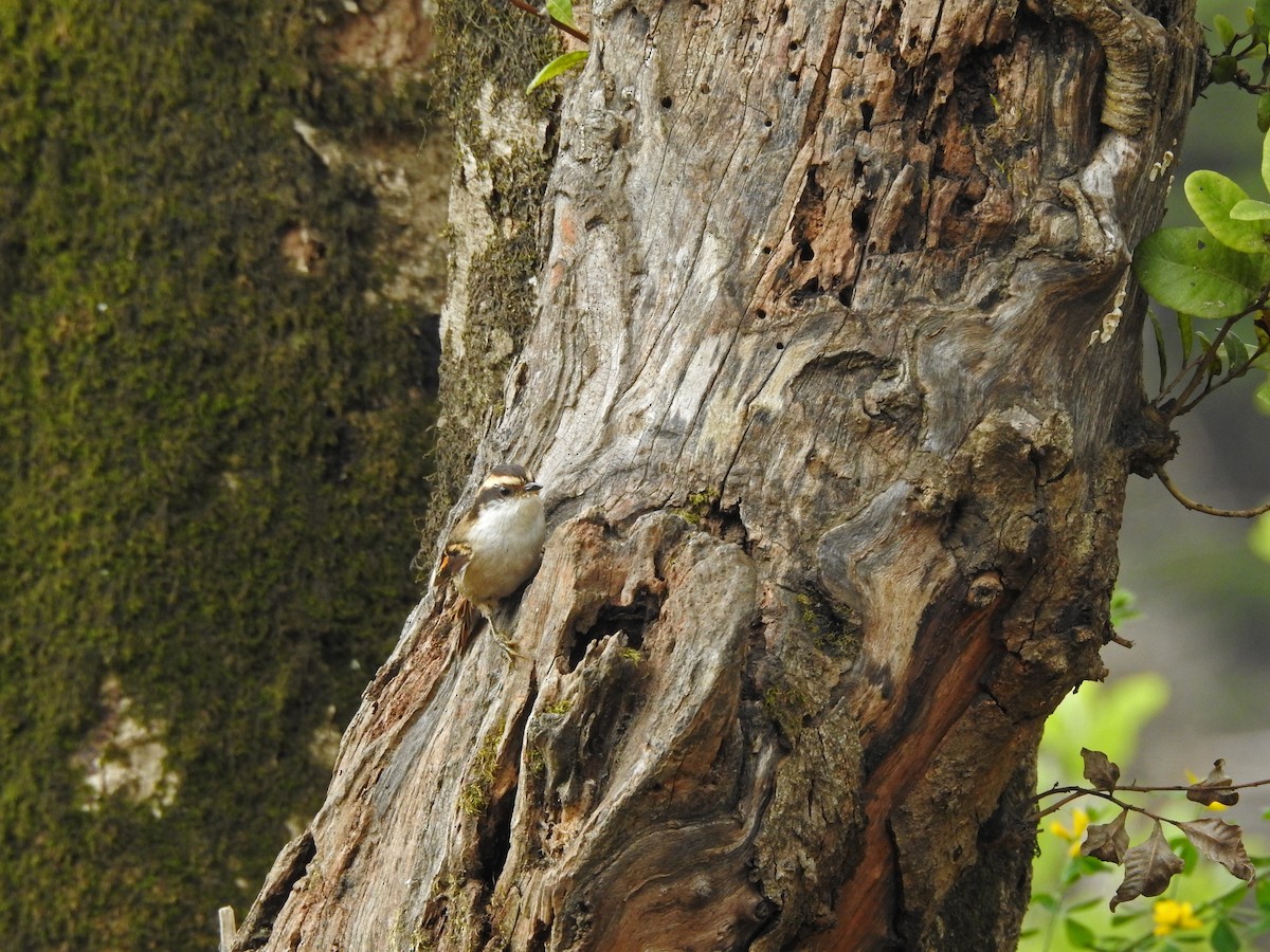 Thorn-tailed Rayadito - ML611806798