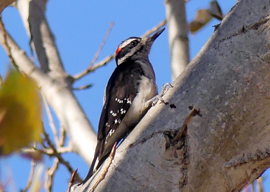 Hairy Woodpecker - ML611806869