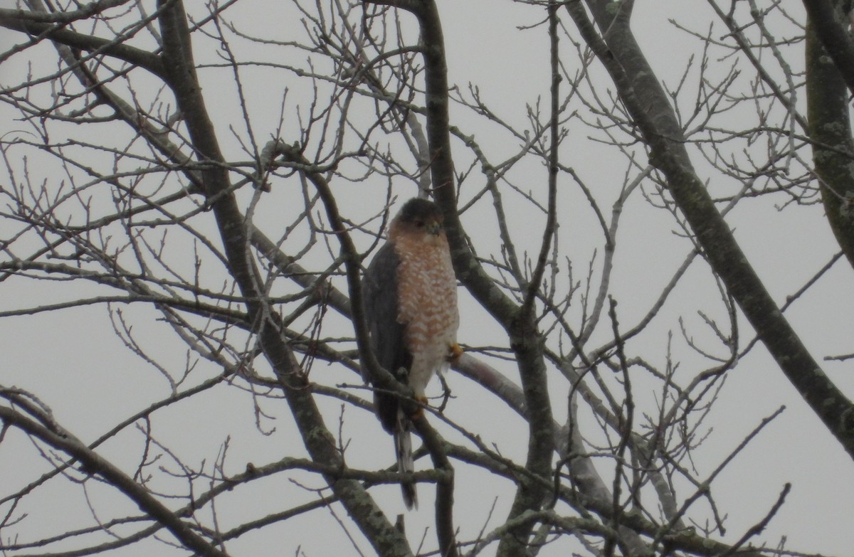 Cooper's Hawk - Amy Lyyski