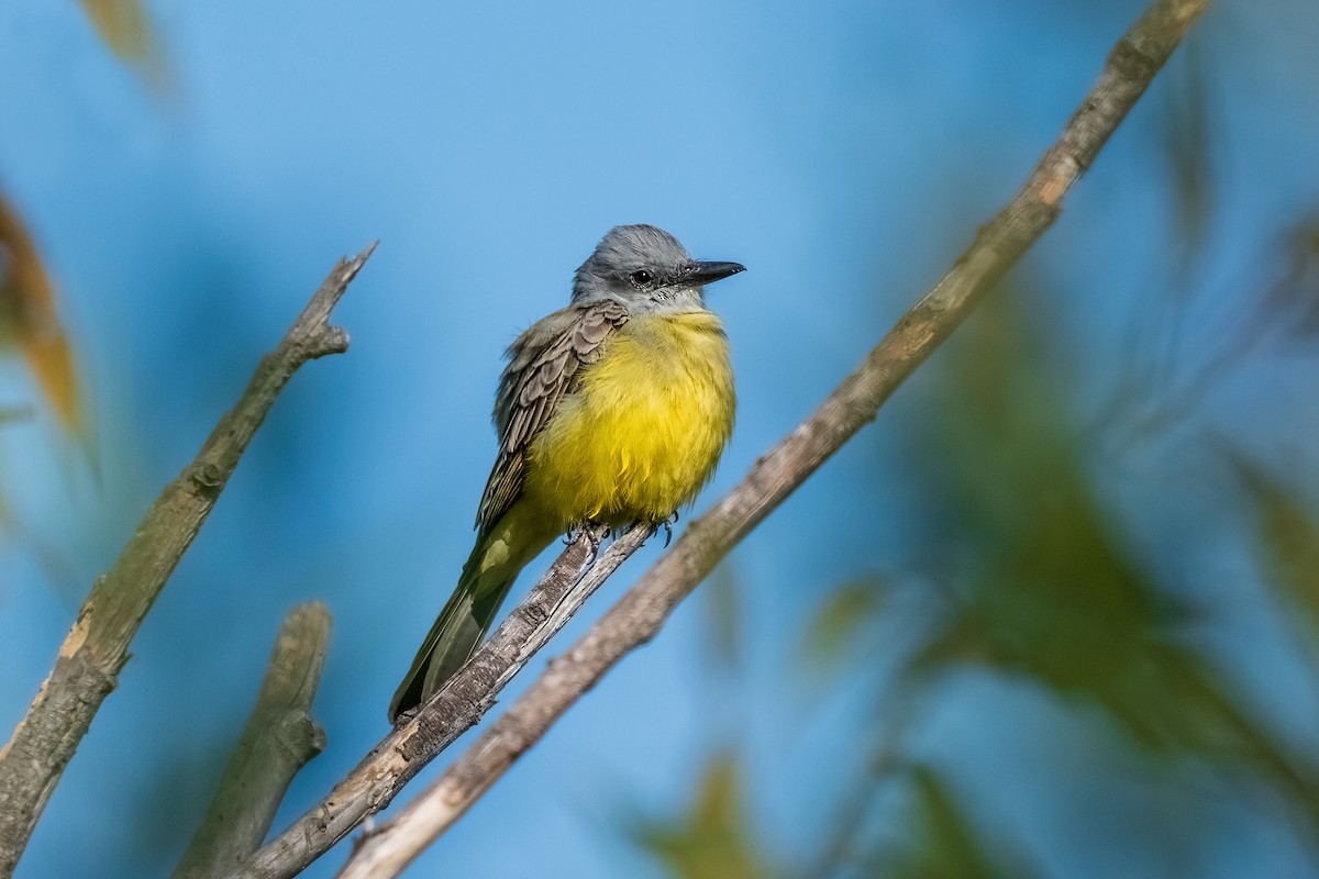 Tropical Kingbird - ML611806904