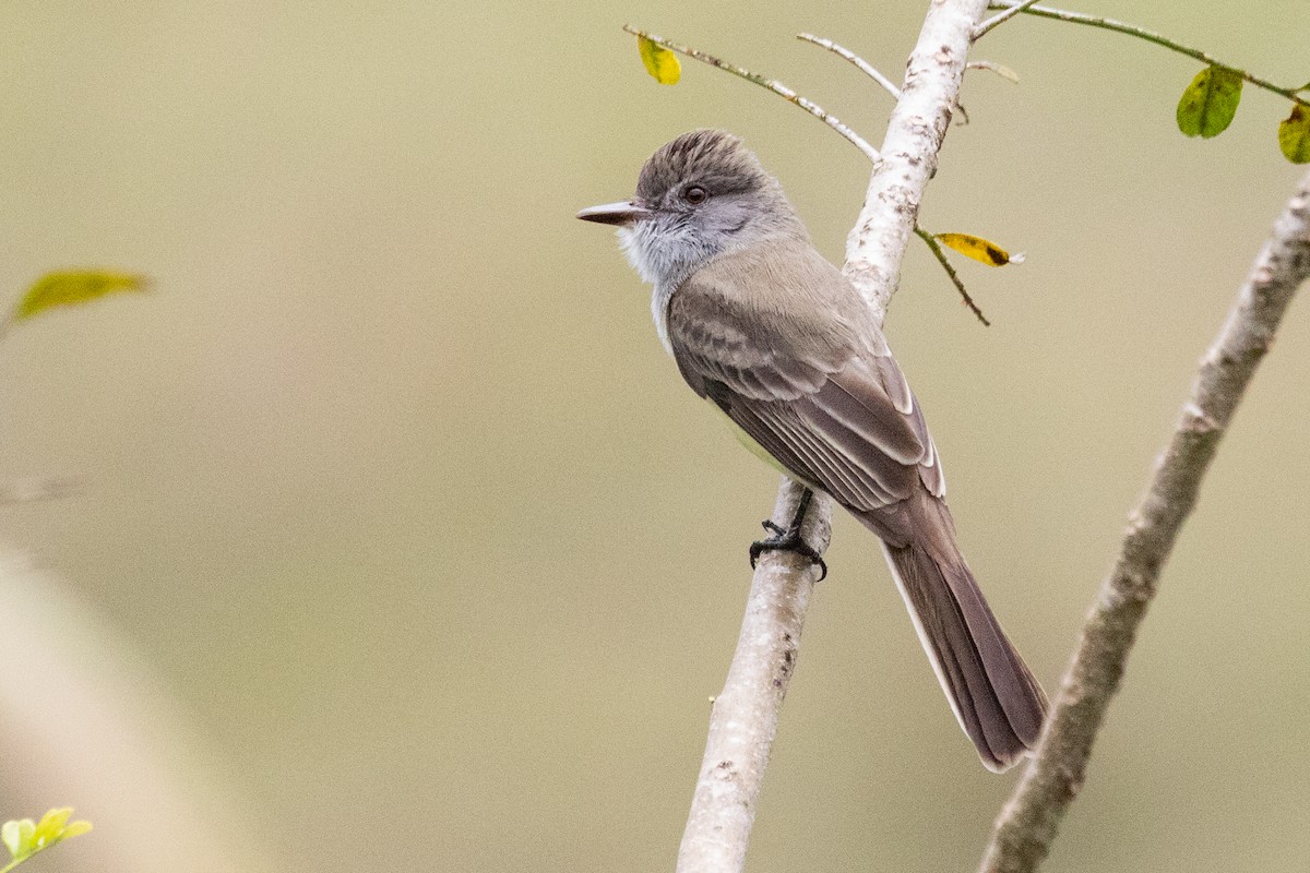 Short-crested Flycatcher - ML611806985