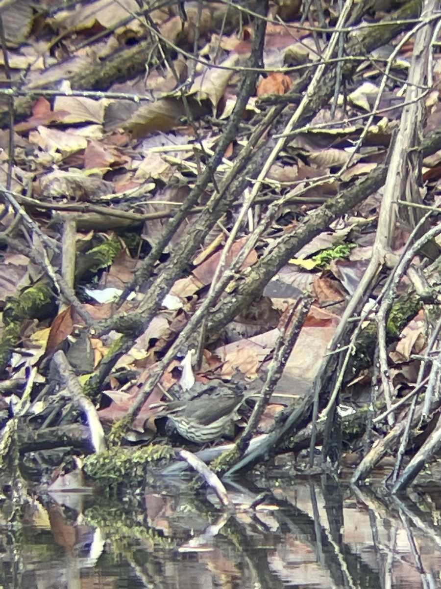 Northern Waterthrush - ML611806987