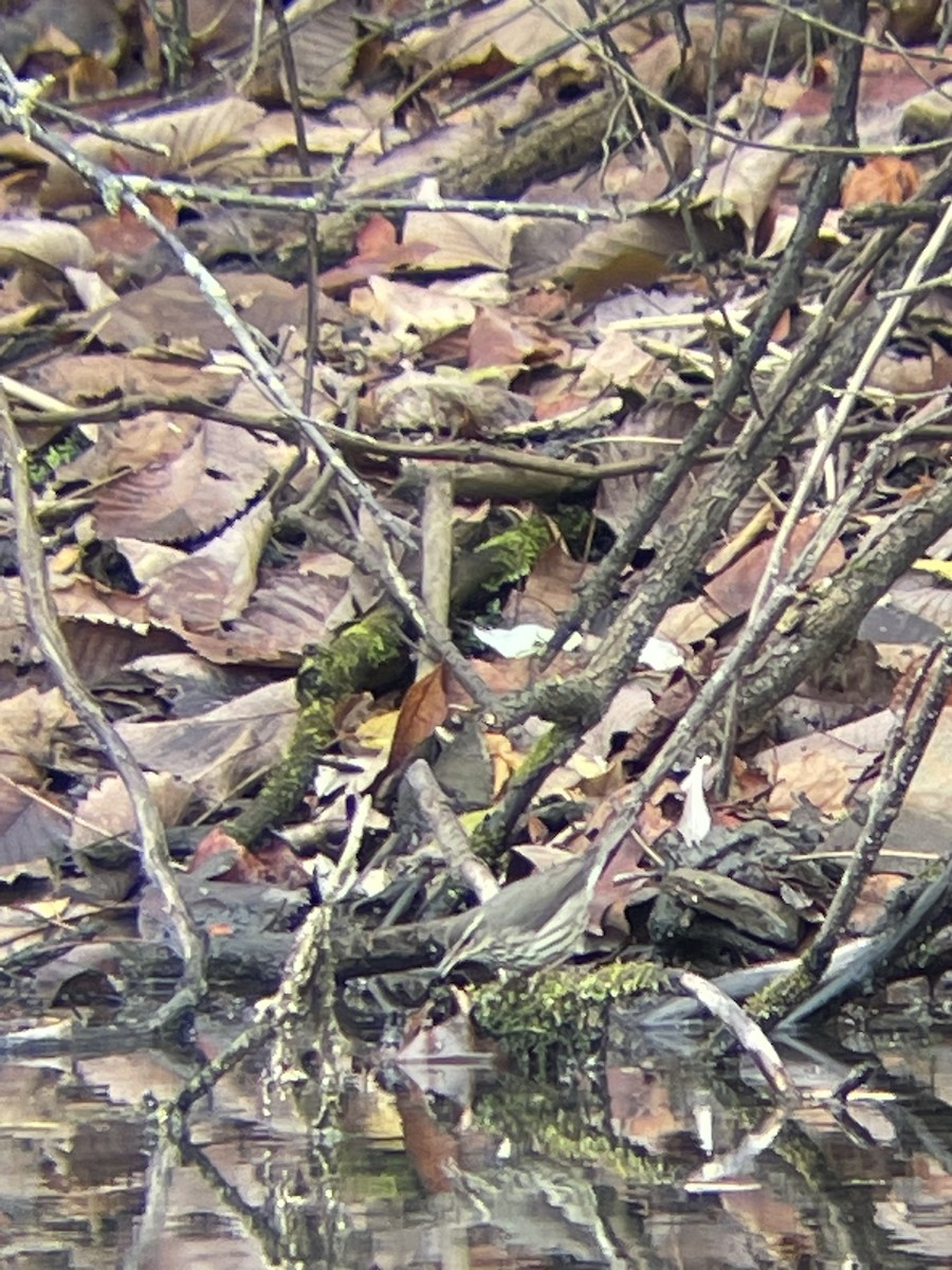 Northern Waterthrush - ML611806988