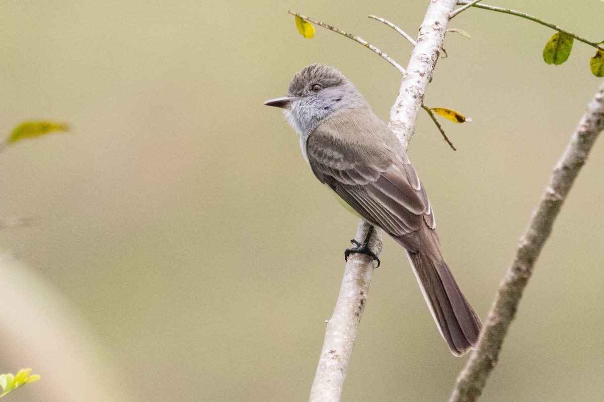 Short-crested Flycatcher - Sue Wright