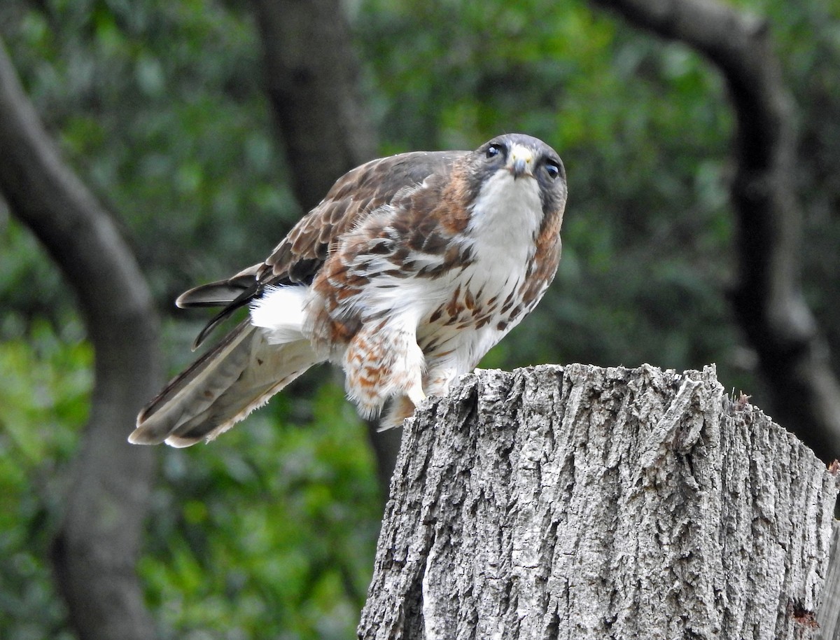 White-throated Hawk - ML611807030