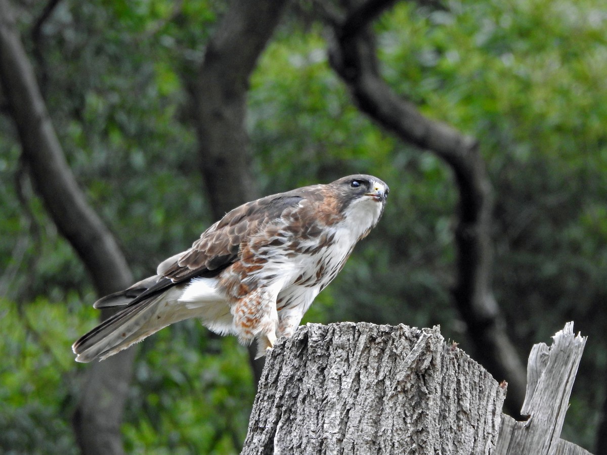 White-throated Hawk - ML611807032