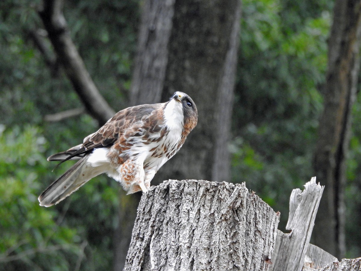 White-throated Hawk - kas dumroese