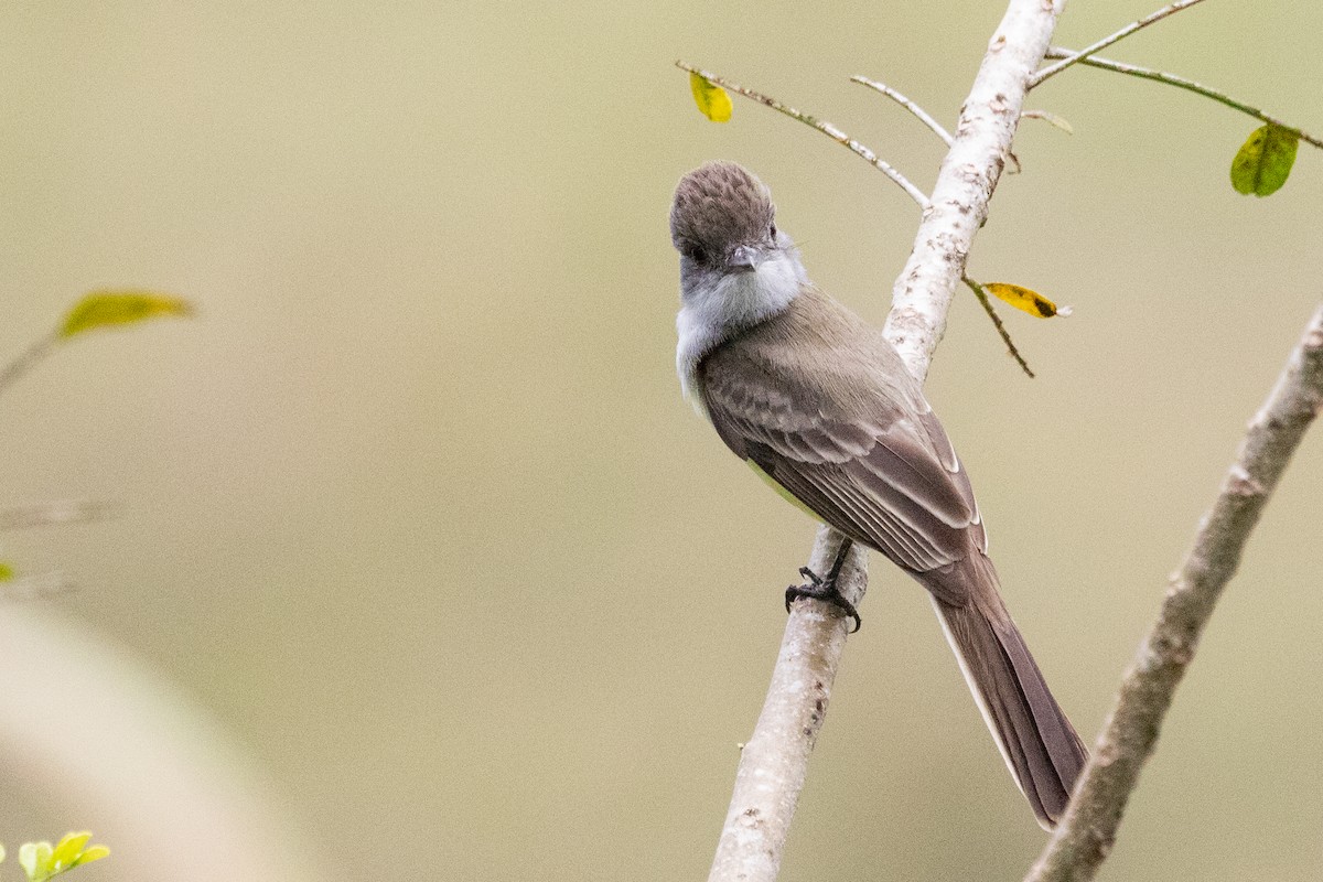 Short-crested Flycatcher - Sue Wright