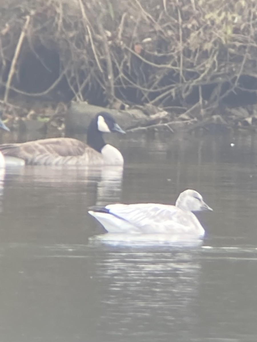 Snow Goose - ML611807104