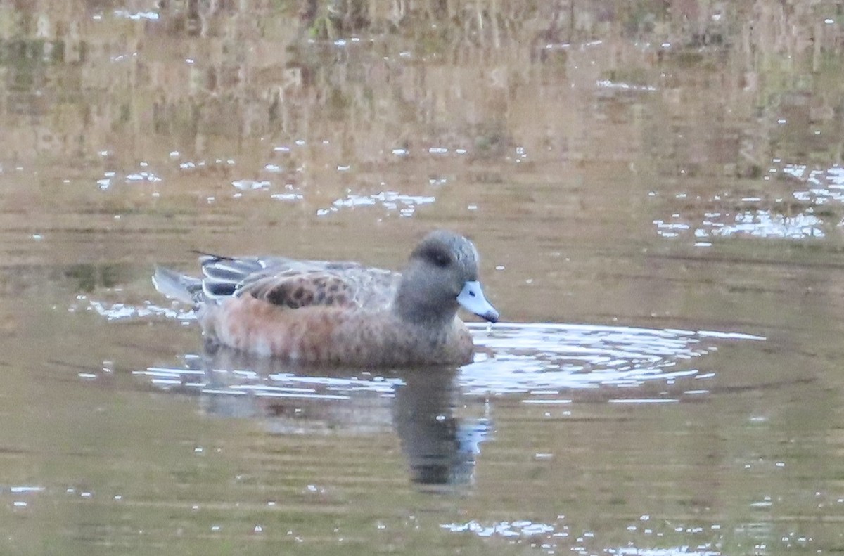 American Wigeon - ML611807128