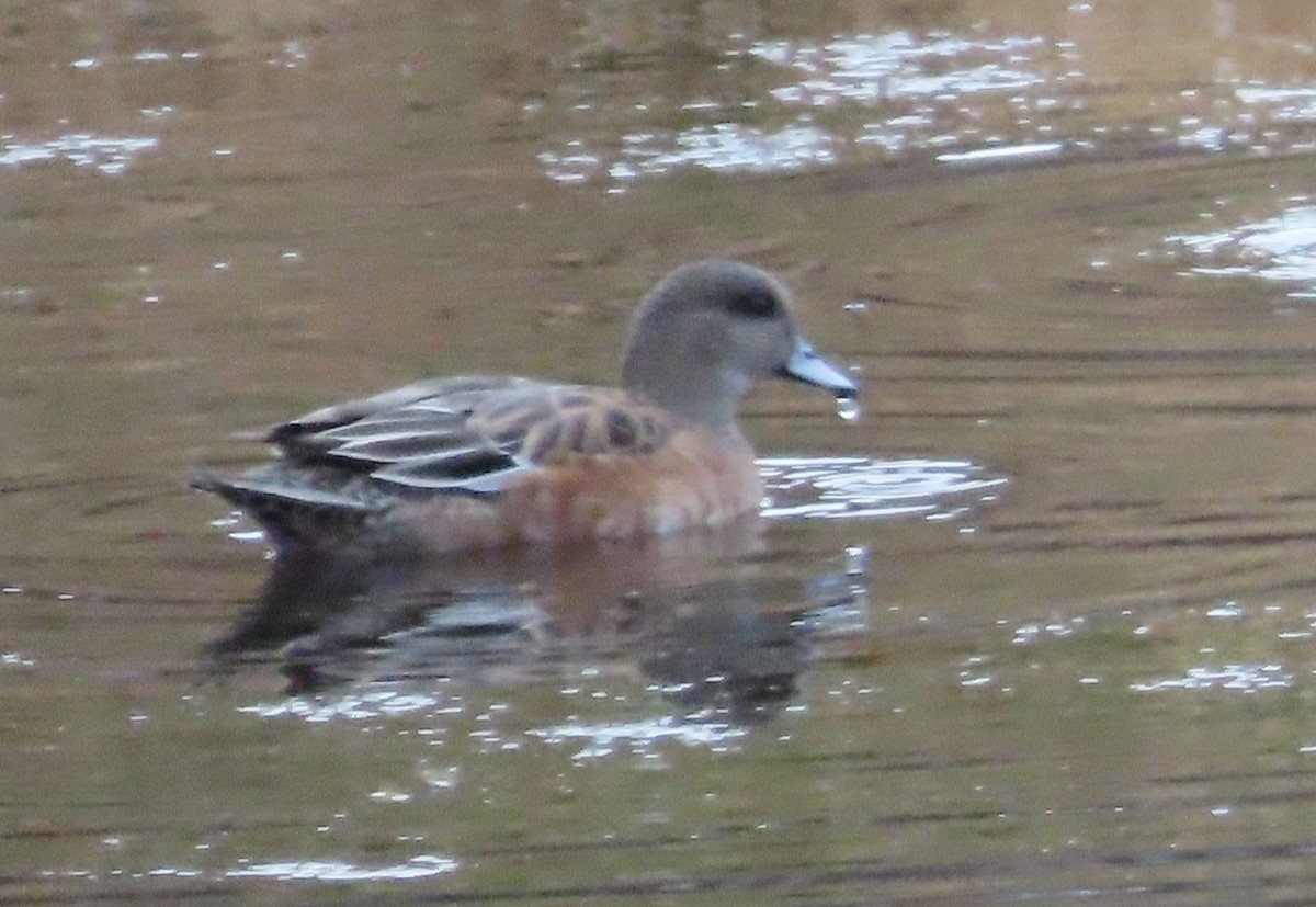 American Wigeon - ML611807129