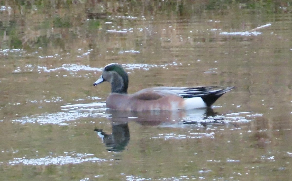 American Wigeon - ML611807130