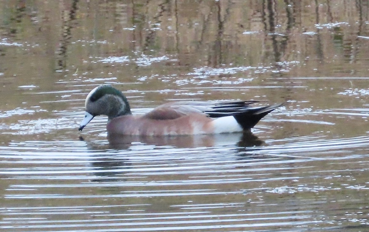 American Wigeon - ML611807131