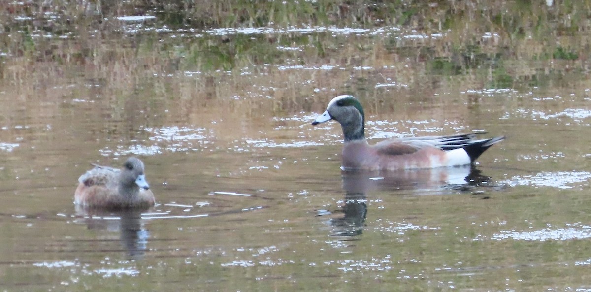 American Wigeon - ML611807133