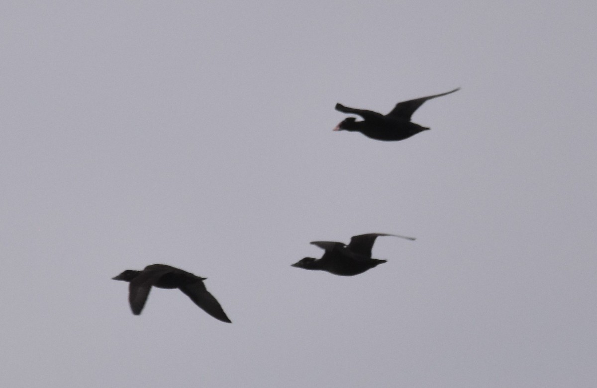 Surf Scoter - Colin Meusel