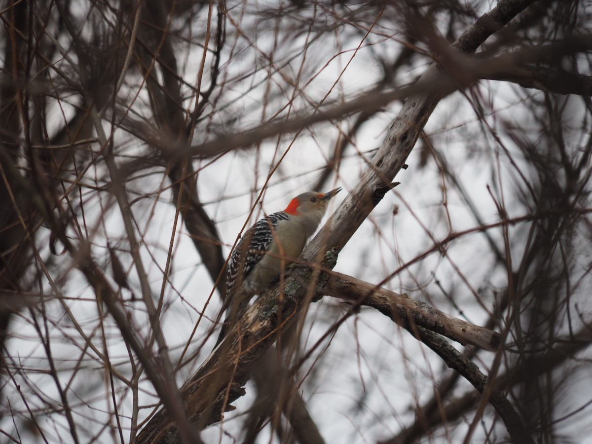 Red-bellied Woodpecker - ML611807279