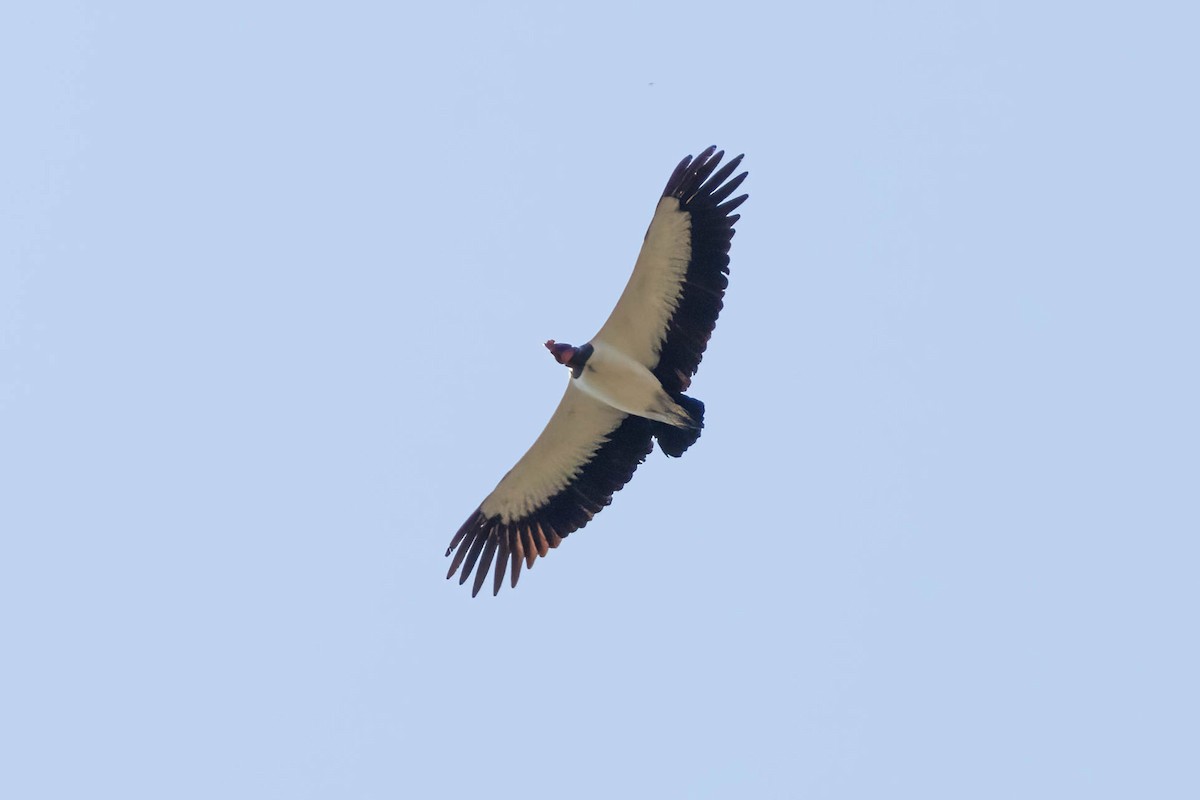 King Vulture - ML611807280