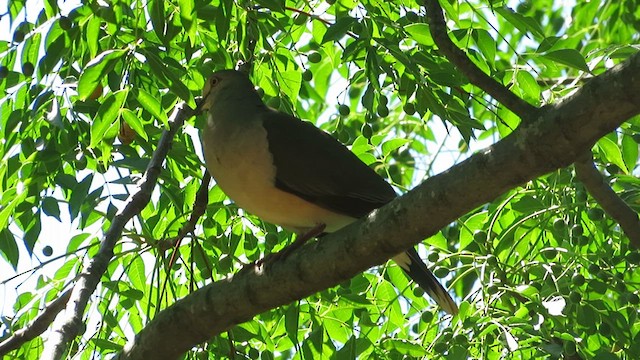 White-tipped Dove - ML611807306